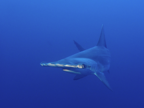 Scalloped hammerhead
