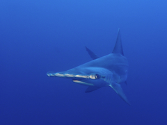 Scalloped hammerhead