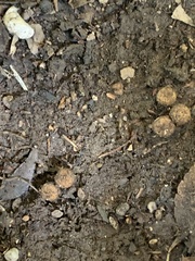 Cyathus stercoreus