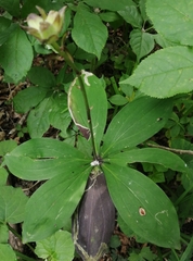 Lilium distichum