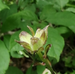Lilium distichum