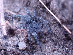 Pardosa saturatior