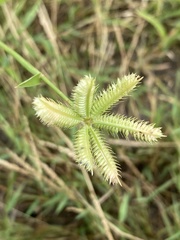 Dactyloctenium aegyptium