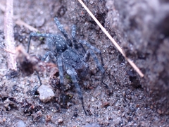 Pardosa saturatior