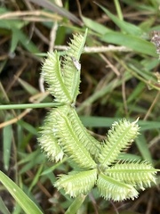 Dactyloctenium aegyptium