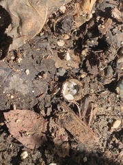 Cyathus stercoreus