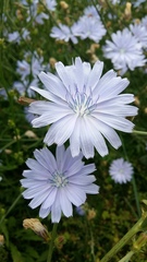 Cichorium intybus