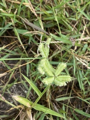 Dactyloctenium aegyptium