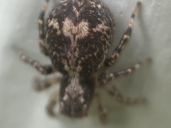 Naphrys pulex