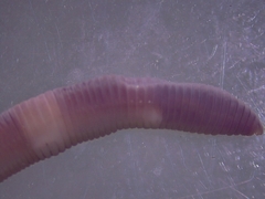 Dendrobaena octaedra