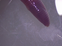 Dendrobaena octaedra