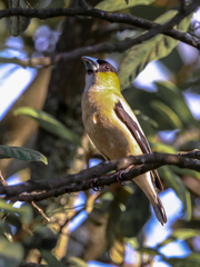 Coccothraustes abeillei