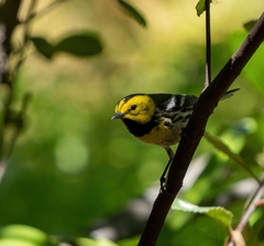 Setophaga townsendi × occidentalis