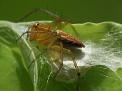 Oxyopes