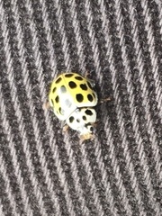 Psyllobora vigintiduopunctata