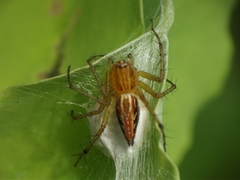Oxyopes