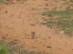 Mirafra erythroptera