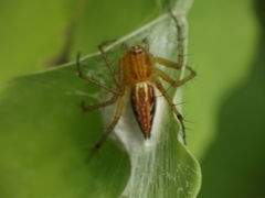 Oxyopes