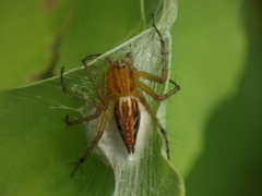 Oxyopes