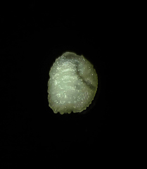 Dactyloctenium aegyptium