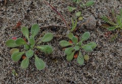 Chorizanthe howellii