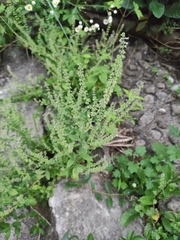 Salvia plebeia