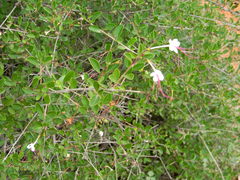 Ajugoideae