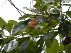 Cordia dichotoma