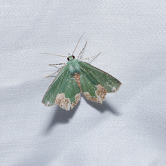 Eucyclodes albisparsa