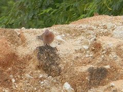 Streptopelia senegalensis