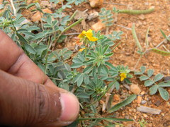 Angiospermae