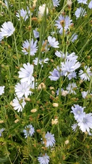 Cichorium intybus