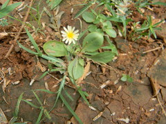 Asteraceae