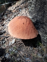 Leccinum