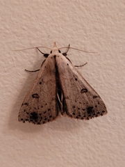 Scolecocampa