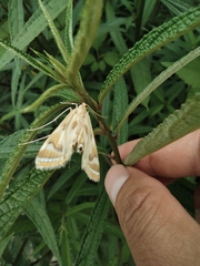 Talanga sexpunctalis