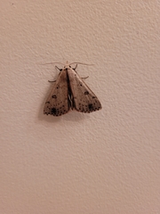 Scolecocampa