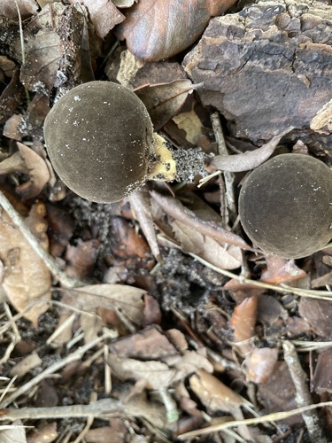 Lycoperdon umbrinum image