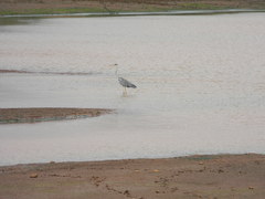 Ardea cinerea