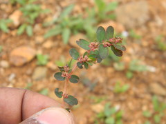 Angiospermae