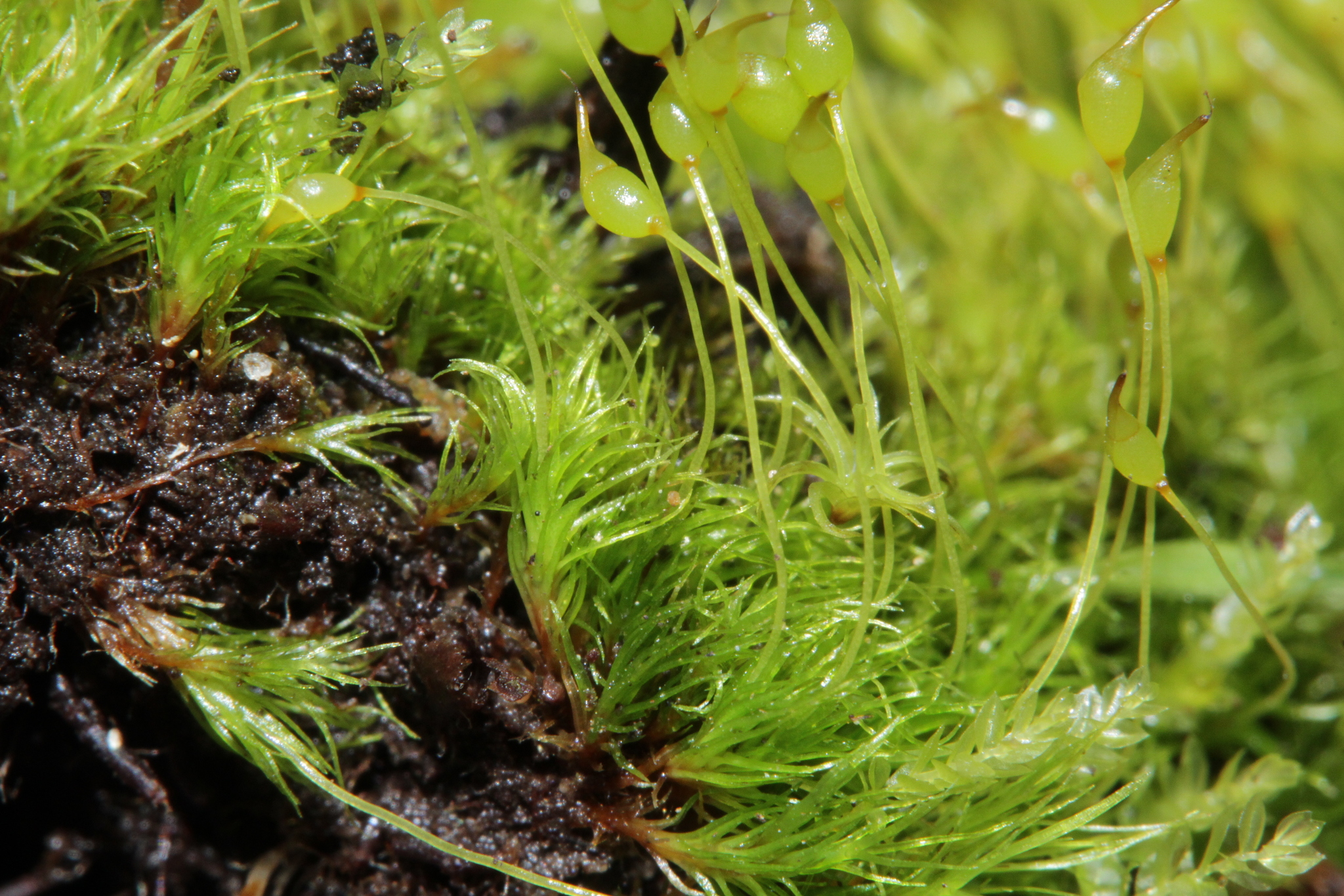 Dicranella cerviculata
