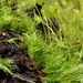 Dicranella cerviculata - Photo HermannSchachner，沒有已知版權限制（公共領域）