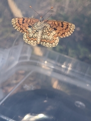 Melitaea deione