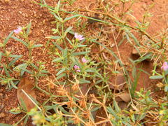 Fagonia cretica
