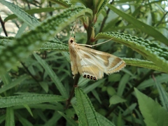 Talanga sexpunctalis