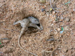Calotes versicolor