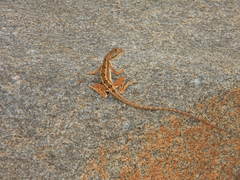 Draconinae