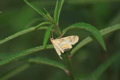 Talanga sexpunctalis