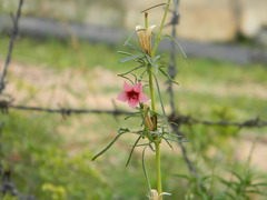 Magnoliopsida