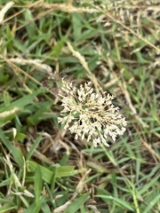 Agrostis capillaris